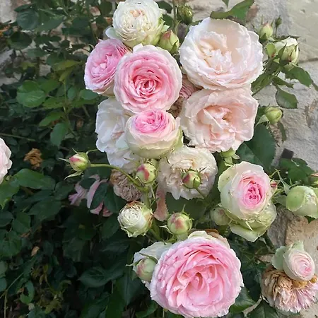 Jasmine Cottage Lezignac-Durand
